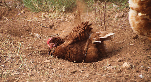 Chicken dust bathing in the dirt